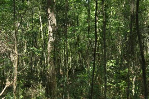 Florida wild forest Stock Photos