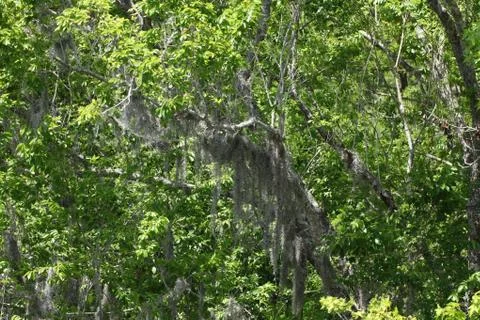 Florida wild forest Stock Photos