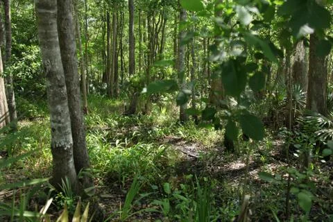 Florida wild forest Stock Photos