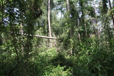 Florida wild forest Stock Photos