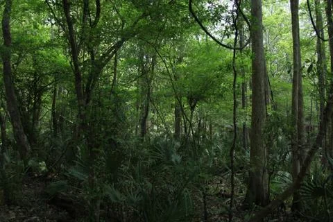 Florida wild forest Stock Photos