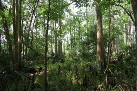 Florida wild forest Stock Photos