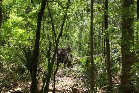 Florida wild forest Stock Photos