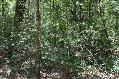 Florida wild forest Stock Photos