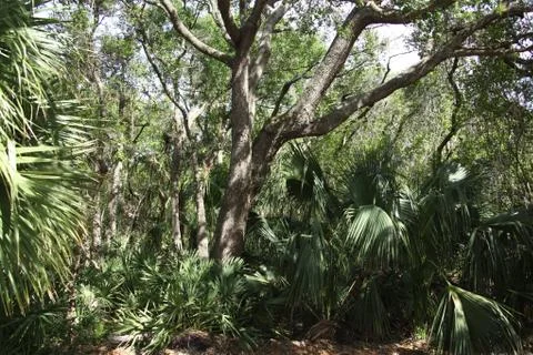 Florida wild forest Stock Photos