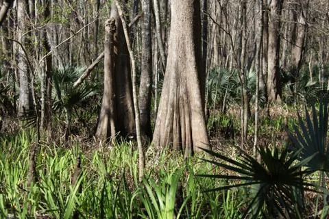 Florida wild forest Stock Photos