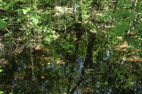 Florida wild forest Foto stock