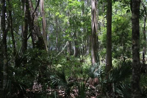 Florida wild forest Stock Photos