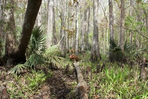 Florida wild forest Stock Photos