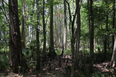 Florida wild forest Stock Photos