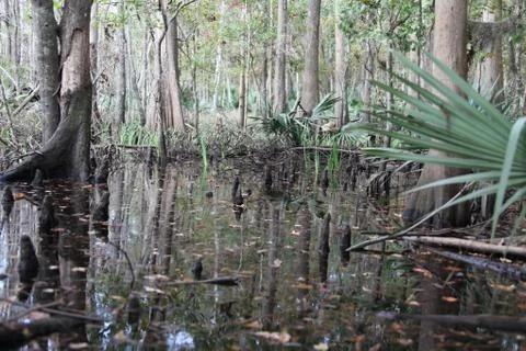 Florida wild forest Stock Photos