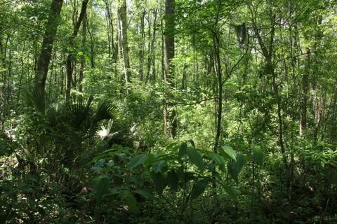 Florida wild forest Stock Photos