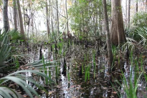 Florida wild forest Stock Photos