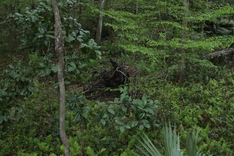 Florida wild forest Stock Photos