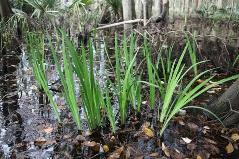 Florida wild forest Stock Photos