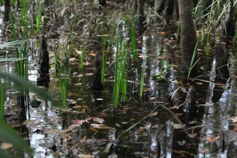 Florida wild forest Stock Photos