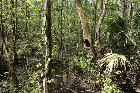 Florida wild forest Stock Photos