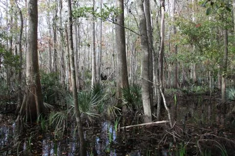 Florida wild forest Stock Photos