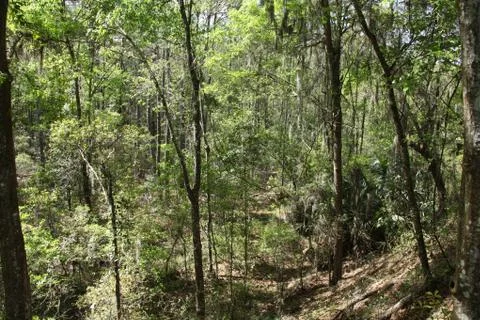 Florida wild forest Stock Photos