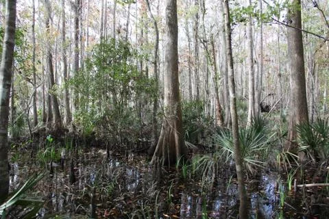Florida wild forest Stock Photos