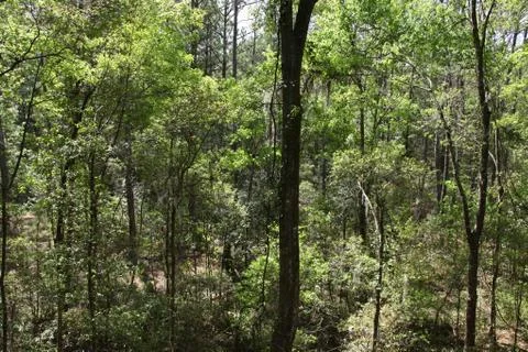 Florida wild forest Stock Photos