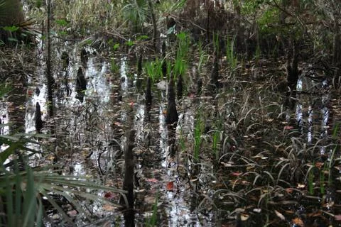 Florida wild forest Stock Photos