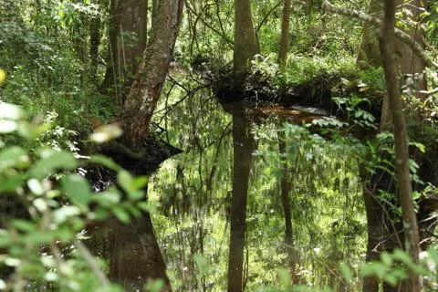Florida wild forest Stock Photos