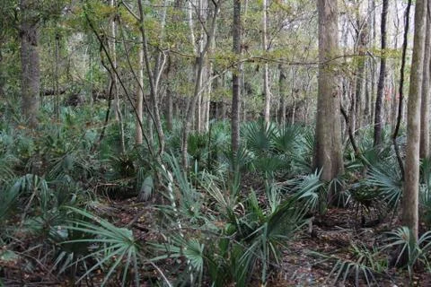 Florida wild forest Stock Photos