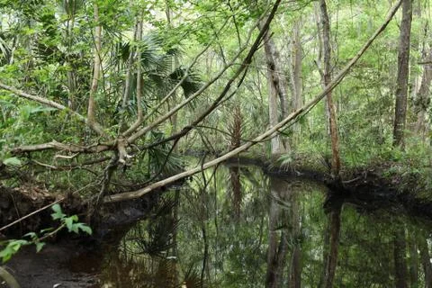 Florida wild forest Stock Photos
