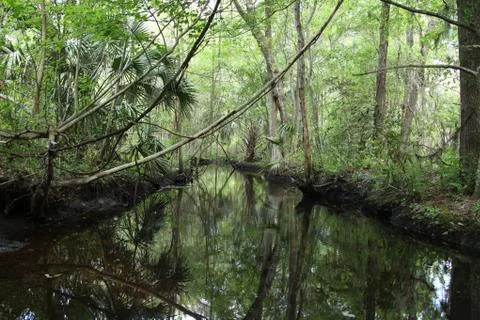 Florida wild forest Stock Photos