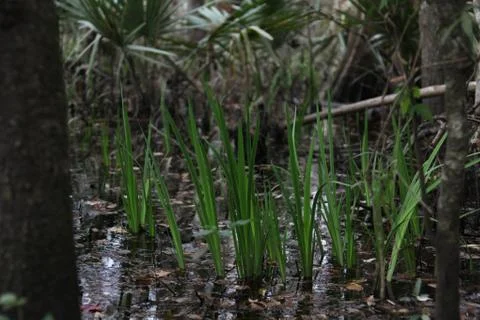 Florida wild forest Stock Photos