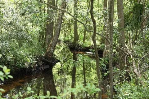 Florida wild forest Stock Photos
