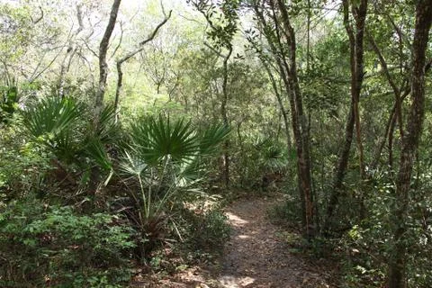 Florida wild forest Stock Photos
