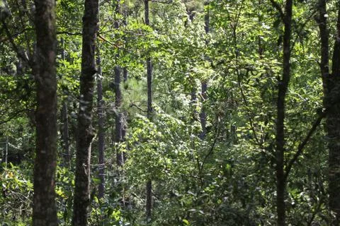Florida wild forest Stock Photos