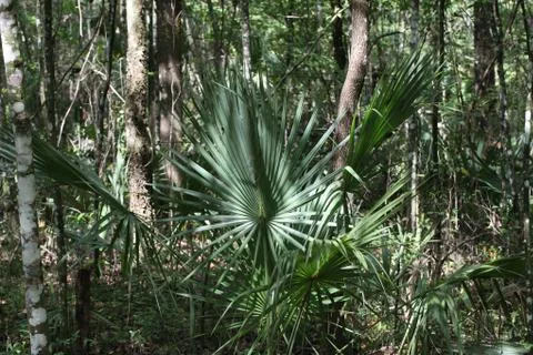Florida wild forest Stock Photos