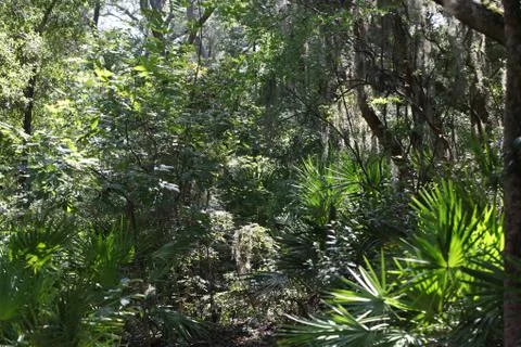 Florida wild forest Stock Photos