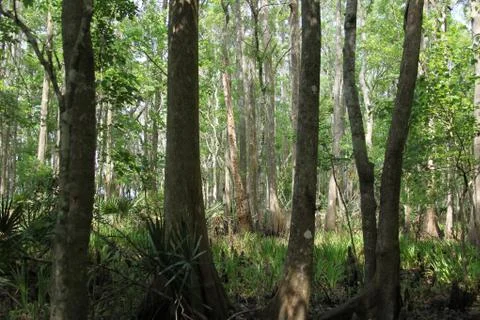 Florida wild forest Stock Photos
