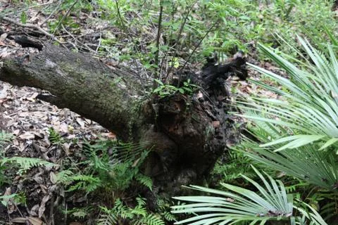Florida wild forest Stock Photos