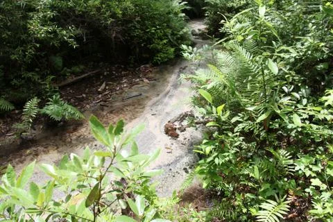 Florida wild forest Stock Photos