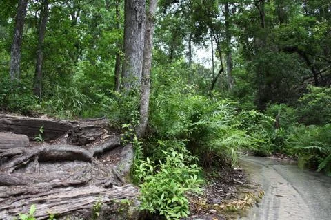 Florida wild forest Stock Photos
