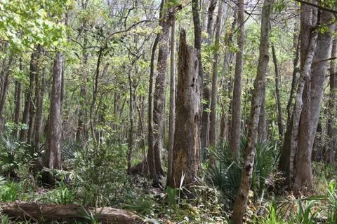 Florida wild forest Stock Photos