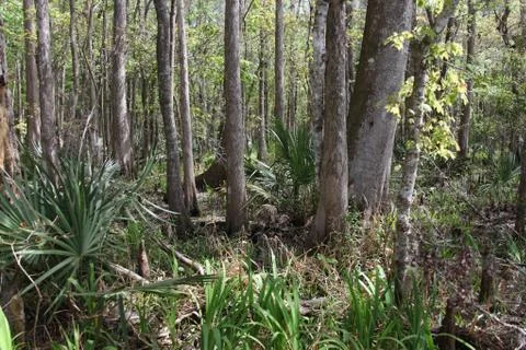 Florida wild forest Stock Photos