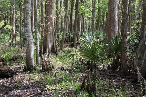 Florida wild forest Stock Photos