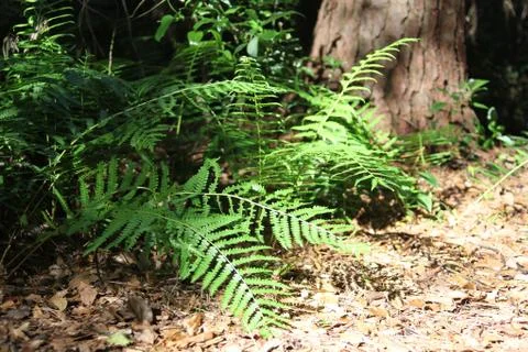 Florida wild forest Stock Photos