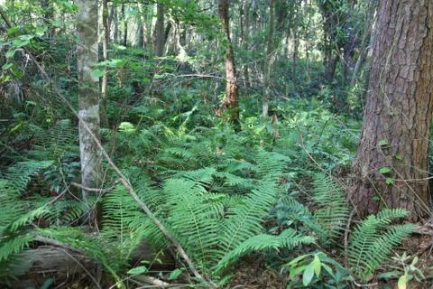Florida wild forest Stock Photos