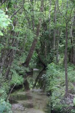 Florida wild forest Foto stock