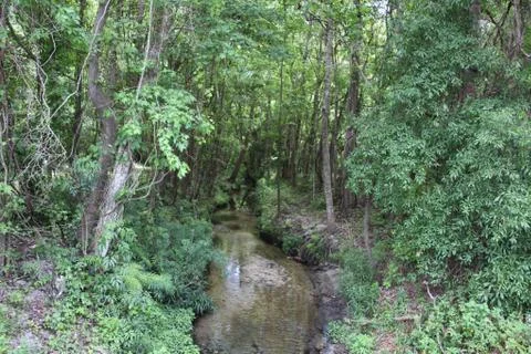 Florida wild forest Stock Photos