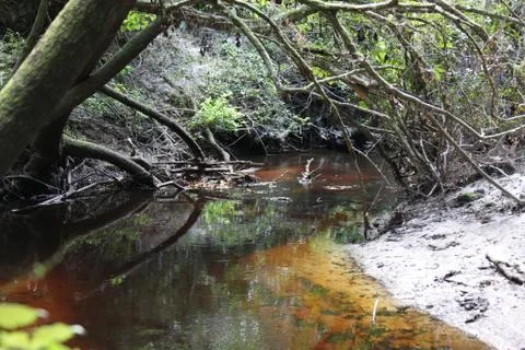 Florida wild forest Stock Photos