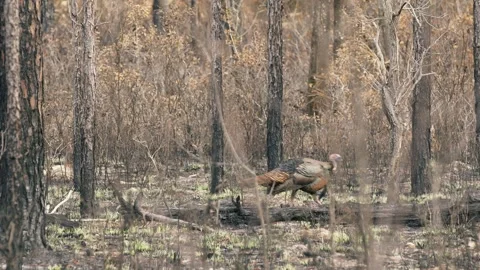 Florida wild turkey in burnt pine forest Stock Footage 266451430