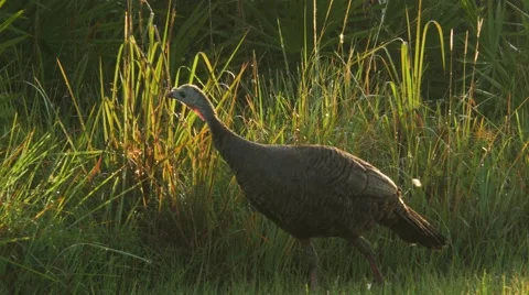 Florida Wild Turkey Walking in Field, 4K Stock Footage 65447728